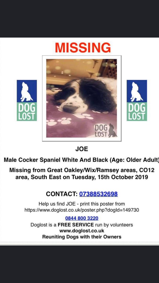 JOE WHERE ARE YOU GORGEOUS BOY #SpanielHour MISSING older adult Male #cockerspaniel #GreatOakley / #Wix / #Ramsey area his family are heartbroken #CO12 @TendringMag @CG_Tendring @TendringDaily ❗️PLS LOCALS HELP going deaf/blind & wobbly on legs 😪 facebook.com/groups/2406691…