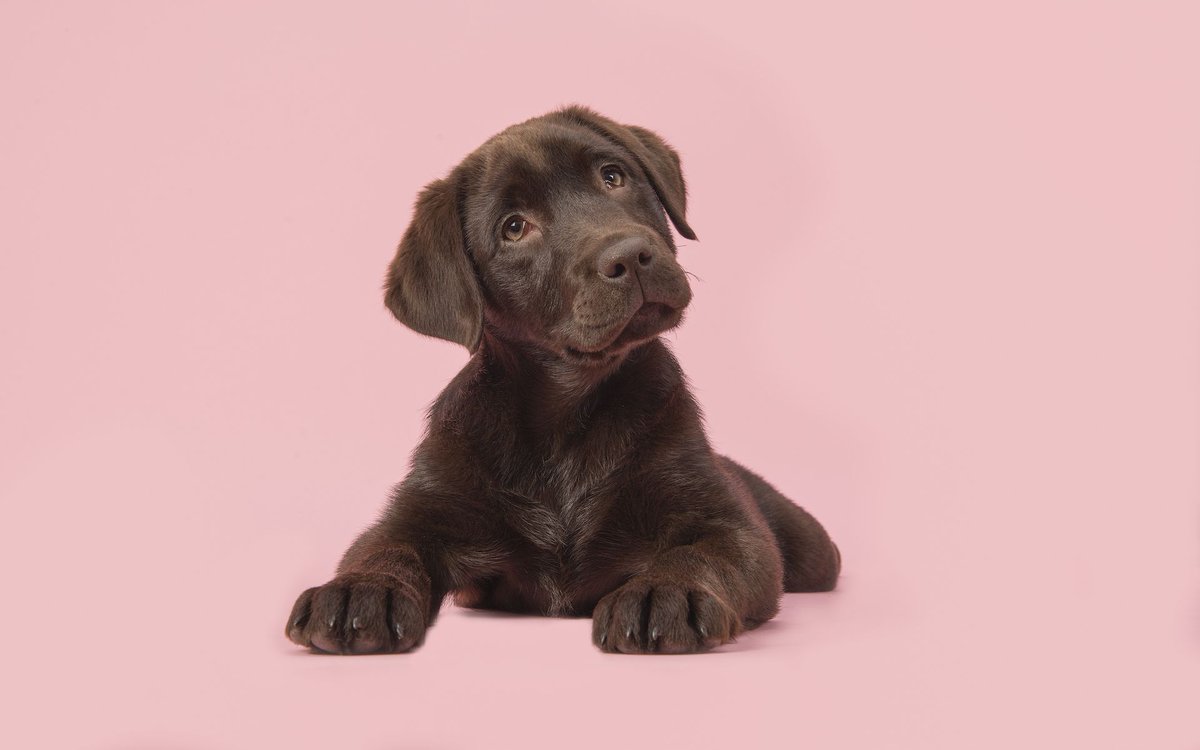 Nuleaftahoe's tweet photo. Cannabis topicals and your pet  https://t.co/ceg6x7DsmO https://t.co/ukzN2aamaB