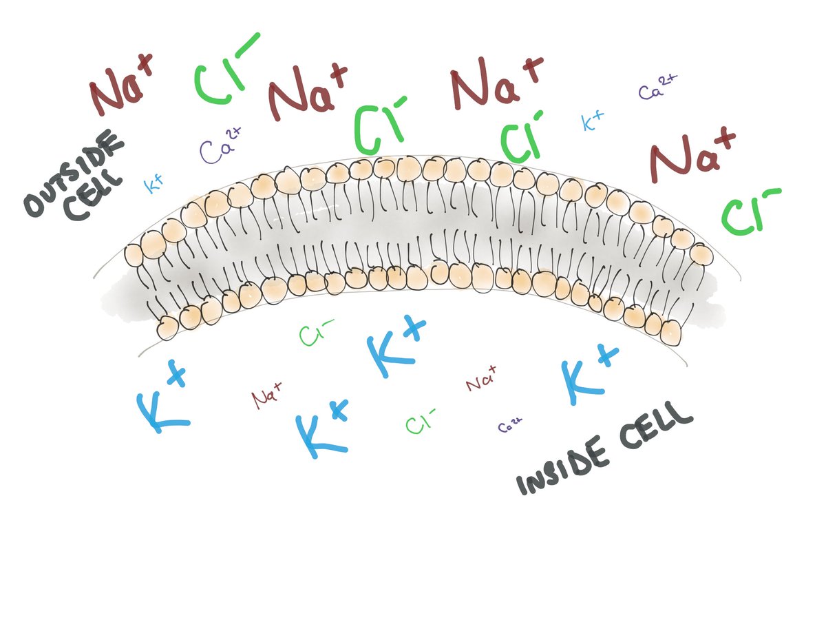 There is a similar watery solution outside the cells, but the levels of the ions are different. Since they are electrically charged, they cannot cross the membrane into or out of the cell without help.