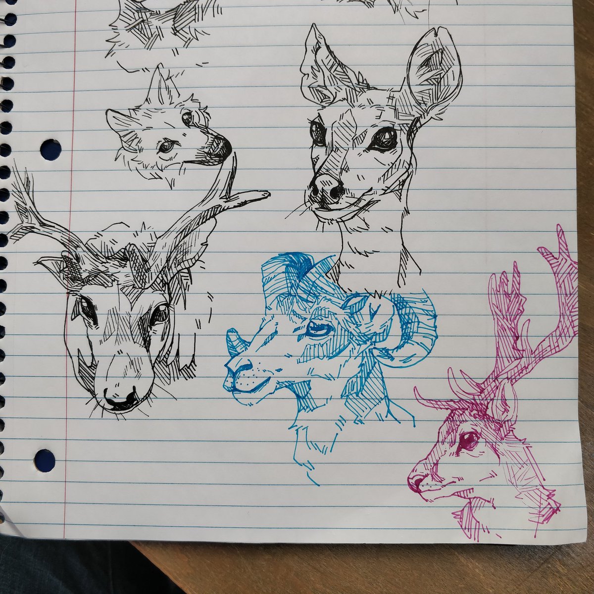 KippySkyler's tweet image. #inktoberday26 #inktober features a two headed cat, #carcal #deer and a #ram yes done on notebook paper.