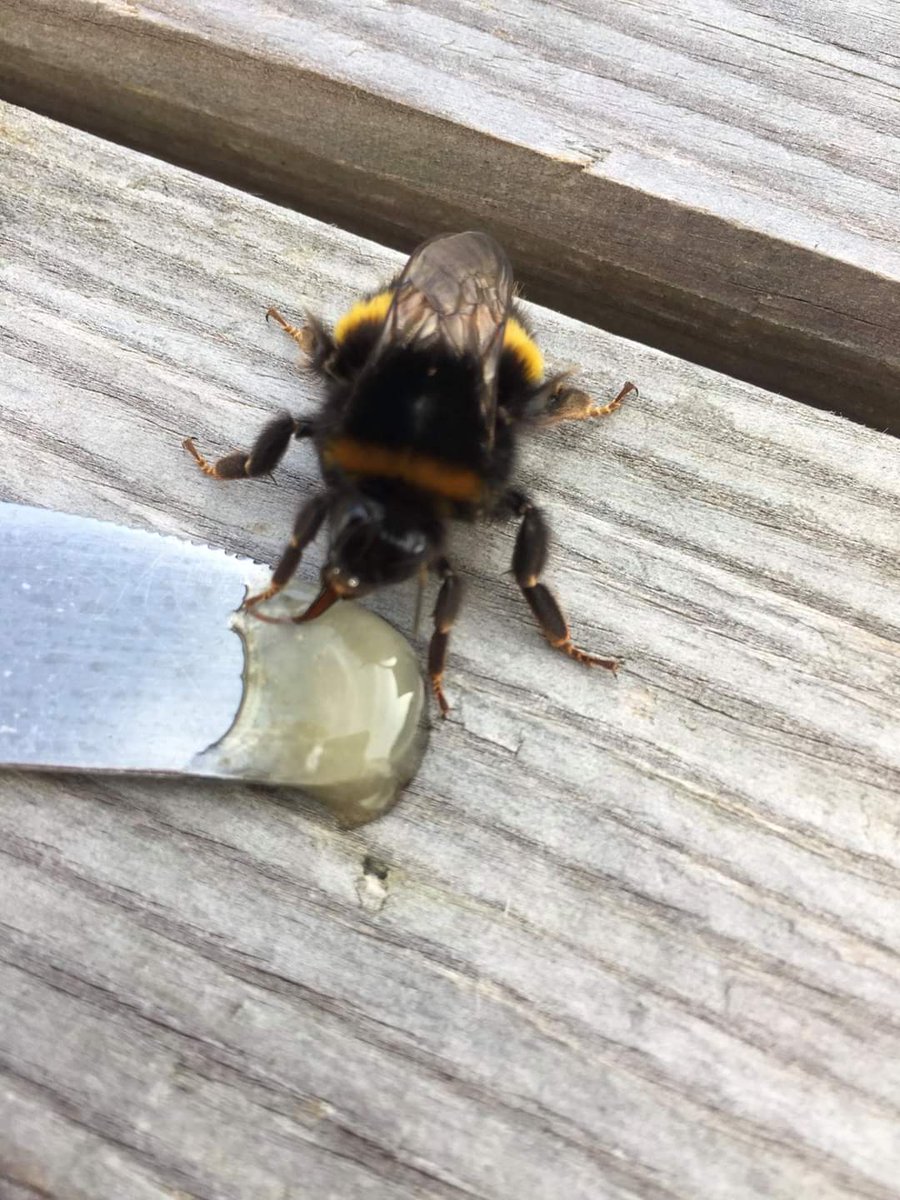 Posdibly the last Bumble Bee in 2019. 
The "Parking dogs" spotted and it looked like it needed a helping hand. So I picked it up and put a drop of honey down for it. 
After a little feast it happily buzzed off. 🙂
#Scillies #IslesofScillyParking #BumbleBee #HoneyFeast