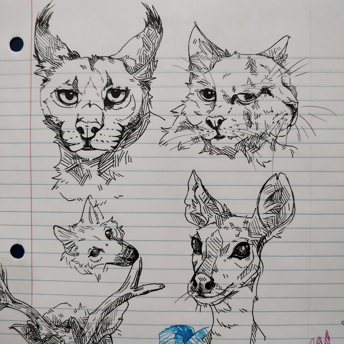 KippySkyler's tweet image. #inktoberday26 #inktober features a two headed cat, #carcal #deer and a #ram yes done on notebook paper.