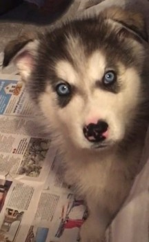 millypod1's tweet image. 🆘11 NOV 2019. @leicspolice
 NALA #STOLEN BY FORCE DURING HOME BURGLARY😢
#ScanMe Siberian Husky #PUPPY Female
Loughborough Road #Leicester #LE4 
The thieves wore balaclavas &amp;amp; carried knives/Family member wounded trying to stop Nala being taken😢😡
doglost.co.uk/dog-blog.php?d…