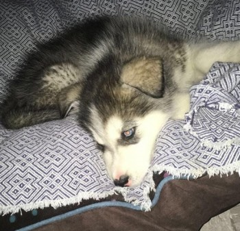 millypod1's tweet image. 🆘11 NOV 2019. @leicspolice
 NALA #STOLEN BY FORCE DURING HOME BURGLARY😢
#ScanMe Siberian Husky #PUPPY Female
Loughborough Road #Leicester #LE4 
The thieves wore balaclavas &amp;amp; carried knives/Family member wounded trying to stop Nala being taken😢😡
doglost.co.uk/dog-blog.php?d…