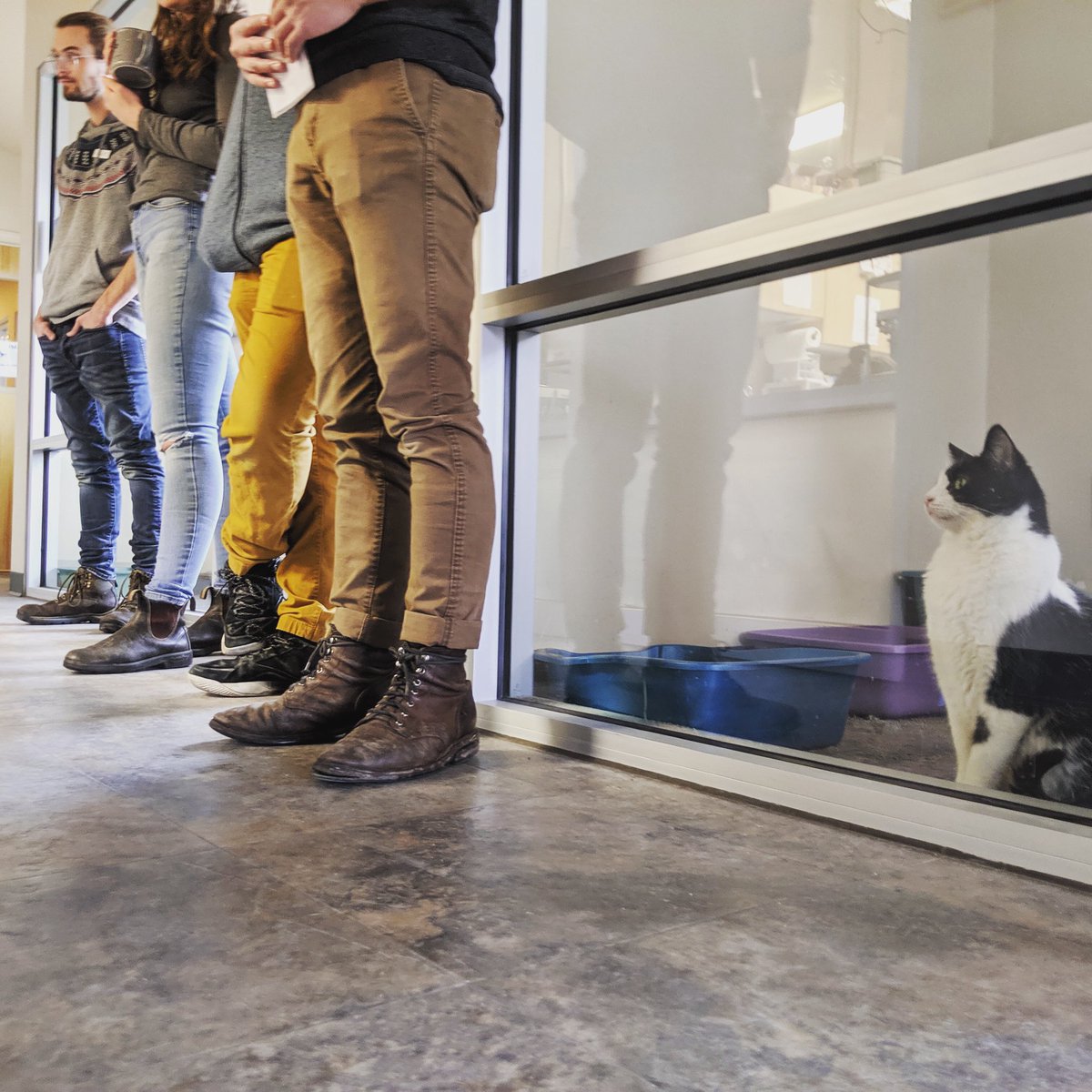 Sylvester is learning so much at our staff training. Meet him tomorrow from 1-6! #adoptmt #myhswm #TeachersPet