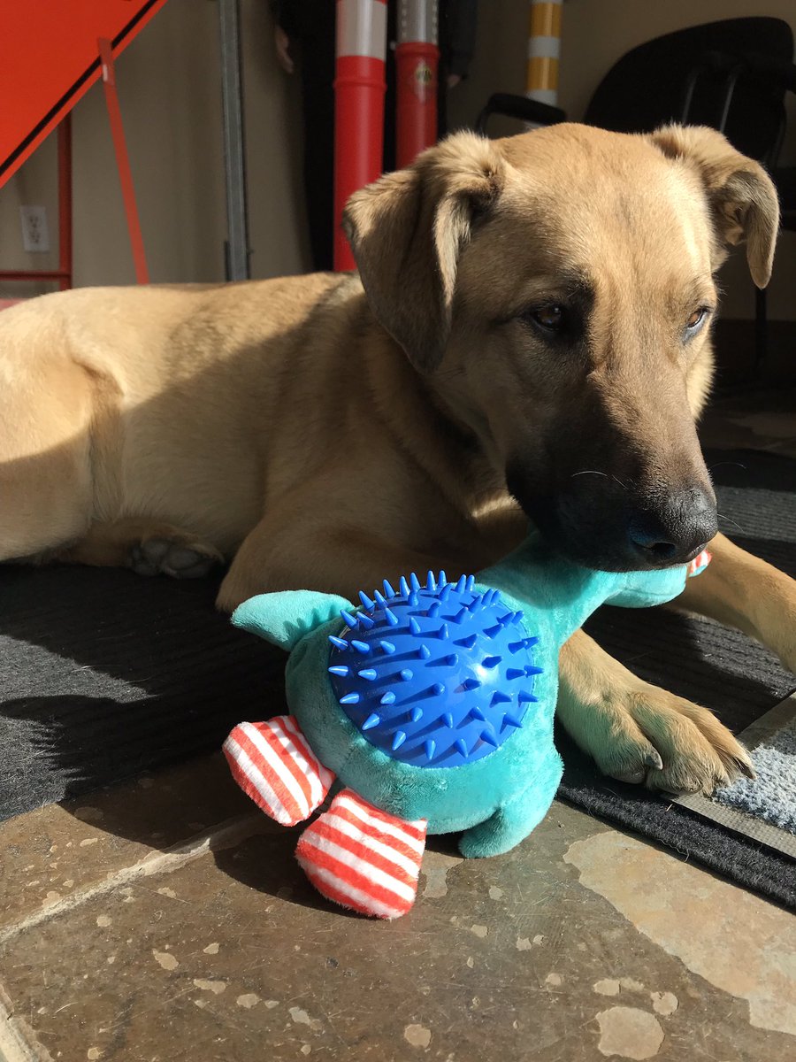Wednesday vibe - chillin at the shop!
.
#fortmcmurray #dogsofinstagram #rescuedog #bestdogever #ymm #rmwb #love #coworkers #bestfriend #dogtoy