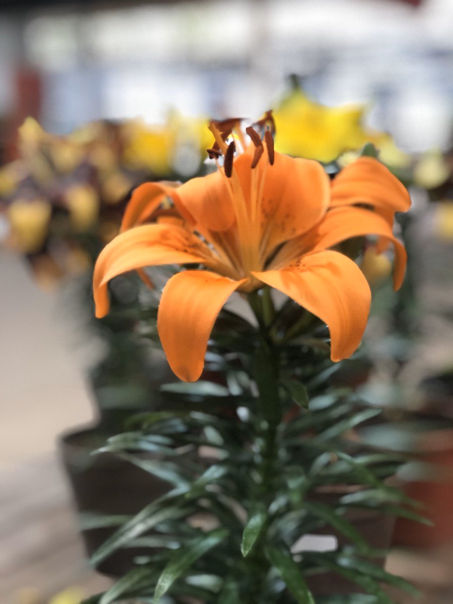 Euge Maiolino tweet media