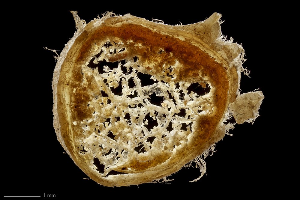 CRASSHlive's tweet photo. New Blog: 'Eye to Eye with a 350-Year Old Cow: Leeuwenhoek’s Specimens and Original Microscope Reunited'
Read about this remarkable event!
➞  https://t.co/lf7OkV3xqi
@MVCRASSH
@sietske_fransen
@royalsociety
@hertzianatweets
@ahrcpress
@EModCam
@hpslib
#rijksmuseumboerhaave https://t.co/DBELOgslh4