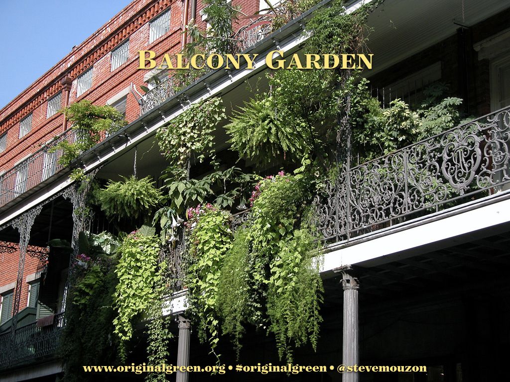stevemouzon's tweet photo. The balcony gardens of New Orleans are famous, and actually help the streets stay cooler with their profusion of foliage, which encourages people to walk and enjoy them in a classic virtuous cycle of a #NourishablePlace. https://t.co/odHMdc8lfu
