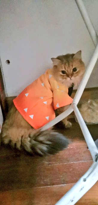 コスプレイヤーnatsumeのTwitter画像60