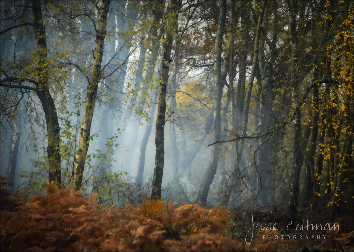 A walk in the woods @NTcragside <a href="/VisitNland/">Visit Northumberland</a> @NlandTourism <a href="/discovernland/">Discover Northumberland</a> <a href="/NorthEastTweets/">North East Tweets</a> <a href="/thenortheastHUB/">The North East HUB</a> <a href="/NorthEastBuzz/">Sky</a>  <a href="/NEFollowers/">#NEFollowers</a> @northcoastaonb <a href="/VisitEngland/">VisitEngland</a> <a href="/NNTourism/">North Northumberland</a> #northumberland  @nland_uncovered @NTNorthd_Coast #smoke  #wood #trees #Autumn