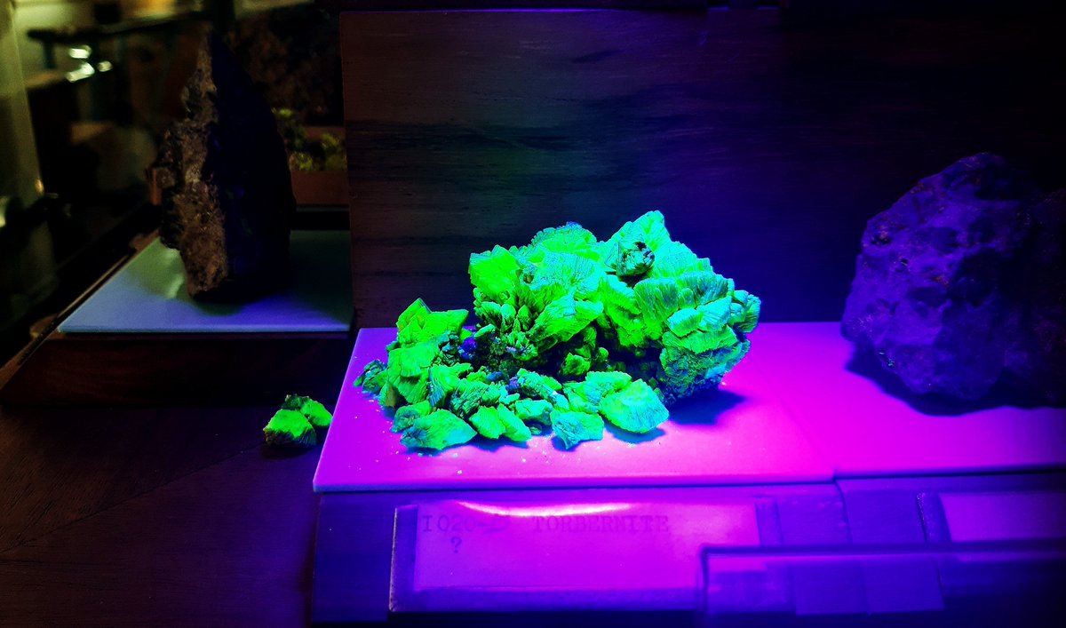 CarinaCrucho's tweet image. For #realtimeelements week I choose Torbernite, an #uranium bearing mineral. Uranyl activated green #fluorescence is one of the most common fluorescent responses seen under UV light. This one is from @istecnico Museum Alfredo Bensaúde. #IYPT2019 @RealTimeChem #minerals