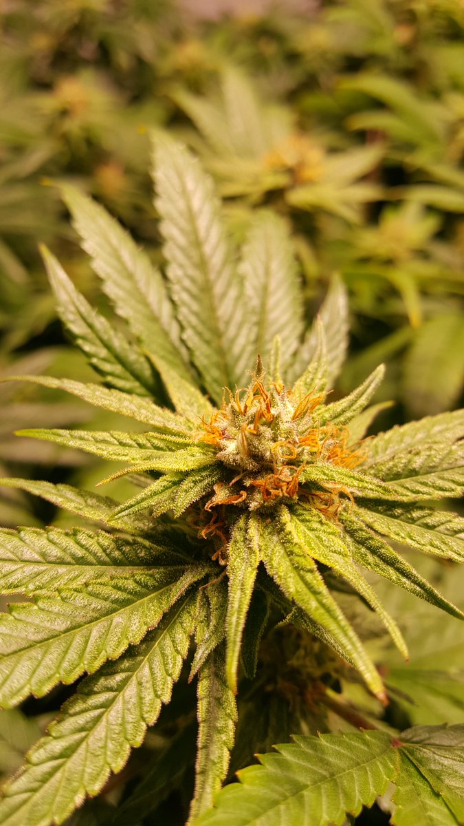 TryTruReleaf's tweet photo. Soon this pretty little thing will be part of the most powerful and effective all-natural #CBD lotion available today: Tru-Releaf
.
#cbdcream #cbdhelps #cbdheals #cbdflowers #cbdislife #cbdhealth #cbdmovement #Hemp #cbdforpain #cbdoil #cbdlife #cbdlotion #CBDbuds #trureleaf https://t.co/mmK3SexnYI