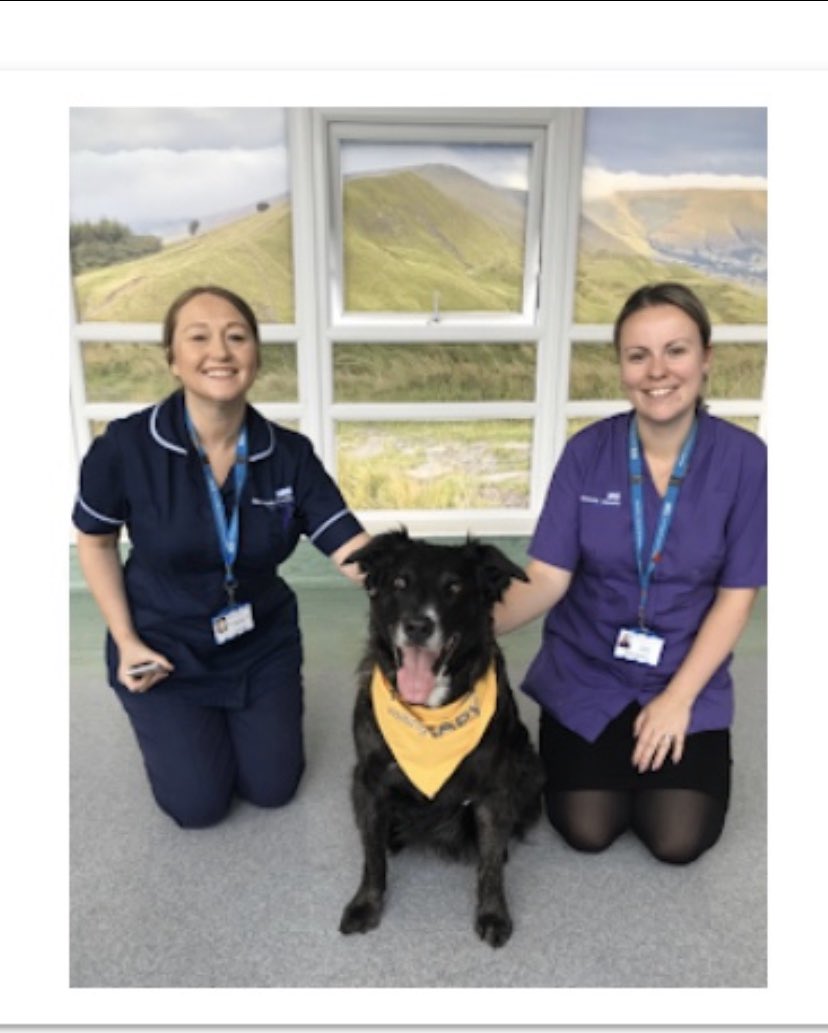 Scruffy - Pets As Therapy tweet media