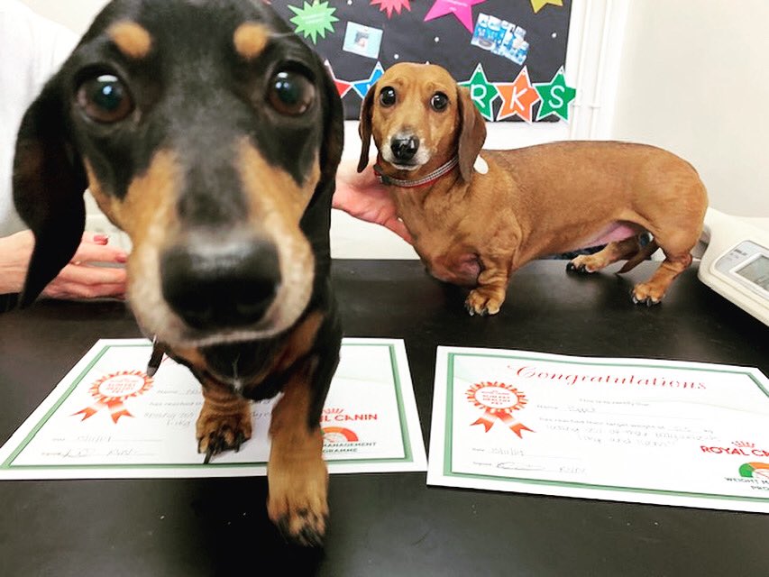 This month we have 2 star slimmers!
Poppet &amp; Nancy have both been attending Podgy Paws and have hit their goal weight loss!
Poppet has lost 16cm, 1.1kg, which equates to 20% of her bodyweight and Nancy has lost 17cm, 1.1kg, which equates to 20% of her bodyweight!#weightloss ✨