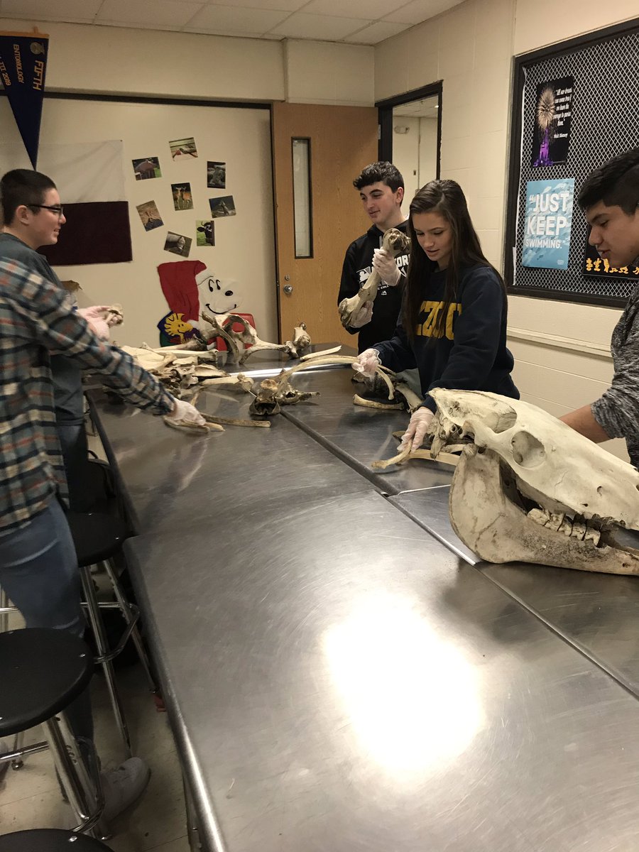 Mrs_Topa's tweet image. Horse skeletal day in Equine! #kleinfamily #kleinoak #equine #skeletal