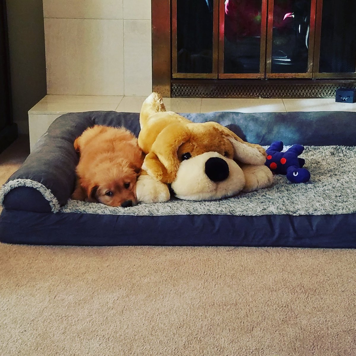 dgp0723's tweet photo. Our new pup loves his pup ! #tuckerpercy https://t.co/7LrR5RlRmc