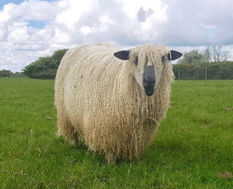 SophaUK's tweet photo. As the winter months draw in sheep keep warm with their wooly jumpers! Did you know wool is a fantastic regulator of body temperature keeping our wooly friends warm in the winter and cool in the summer? 🧶🐑💤
#WednesdayWisdom #WoolWednesday #beds #mattresses #TheTrueBedmakers https://t.co/2MQFs0c3pv