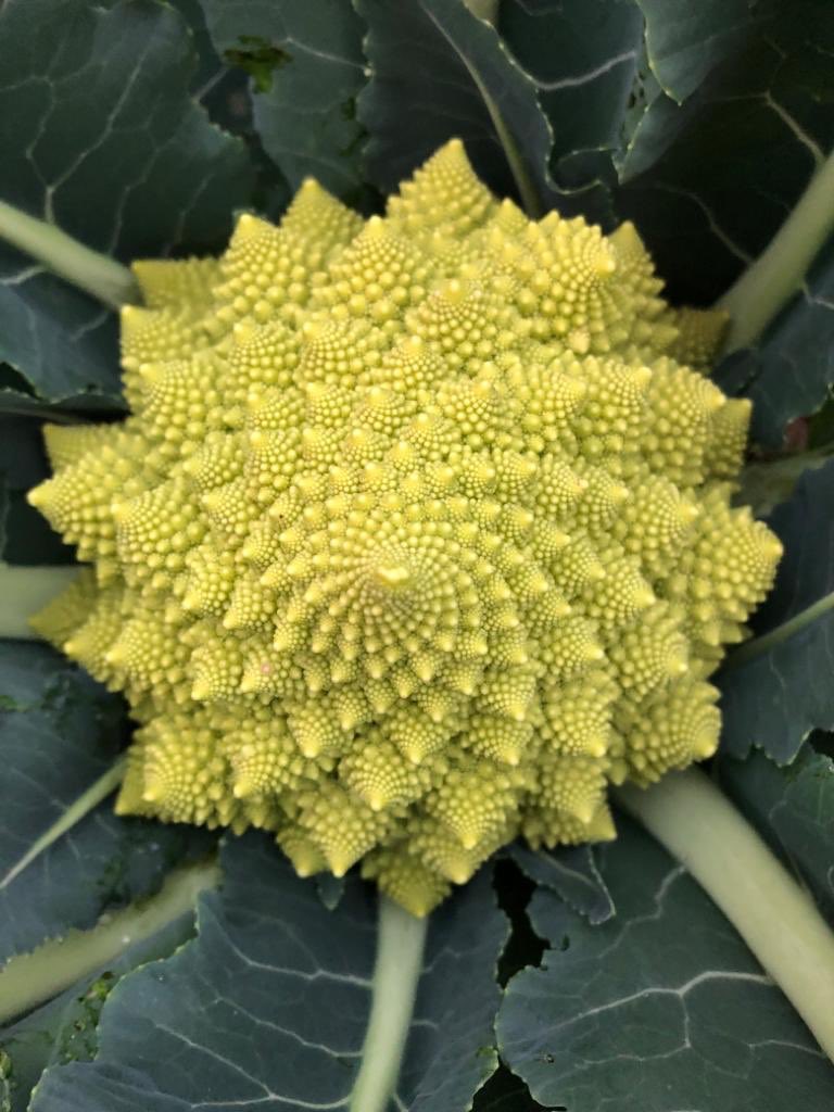 Veg of the week!It’s in season in the UK from August until the end of NovemberThis the most commented upon vegetable that we grow. When people see it for the first time they are genuinely amazed by it and what nature can do.