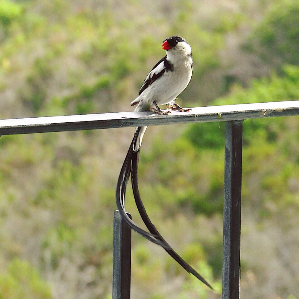 Hashtag Pintailedwhydah Sur Twitter