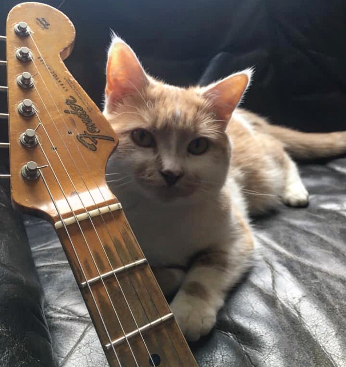 catsonamps's tweet photo. Thank you Tom van der Heijden via @facebook #facebook #cats #catlife #musician @fender #fenderguitars #fenderpets #catsonamps https://t.co/GldsuQ01rK