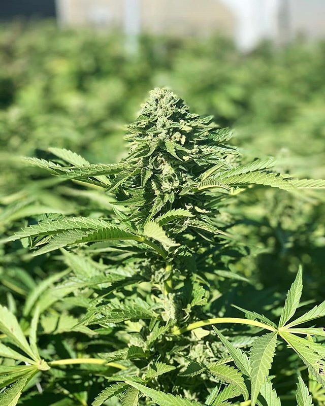 Pos1t1vePothead's tweet photo. #Repost @coastalstarfarm
・・・
That green gets me every time 💚. Getting to know each strain is getting to know their unique personalities, requirements and quirks. Some more resilient, some more delicate, some more unique—all of them hugely rewarding e… https://t.co/3lEdnRdctt https://t.co/A9U4sxzOKR