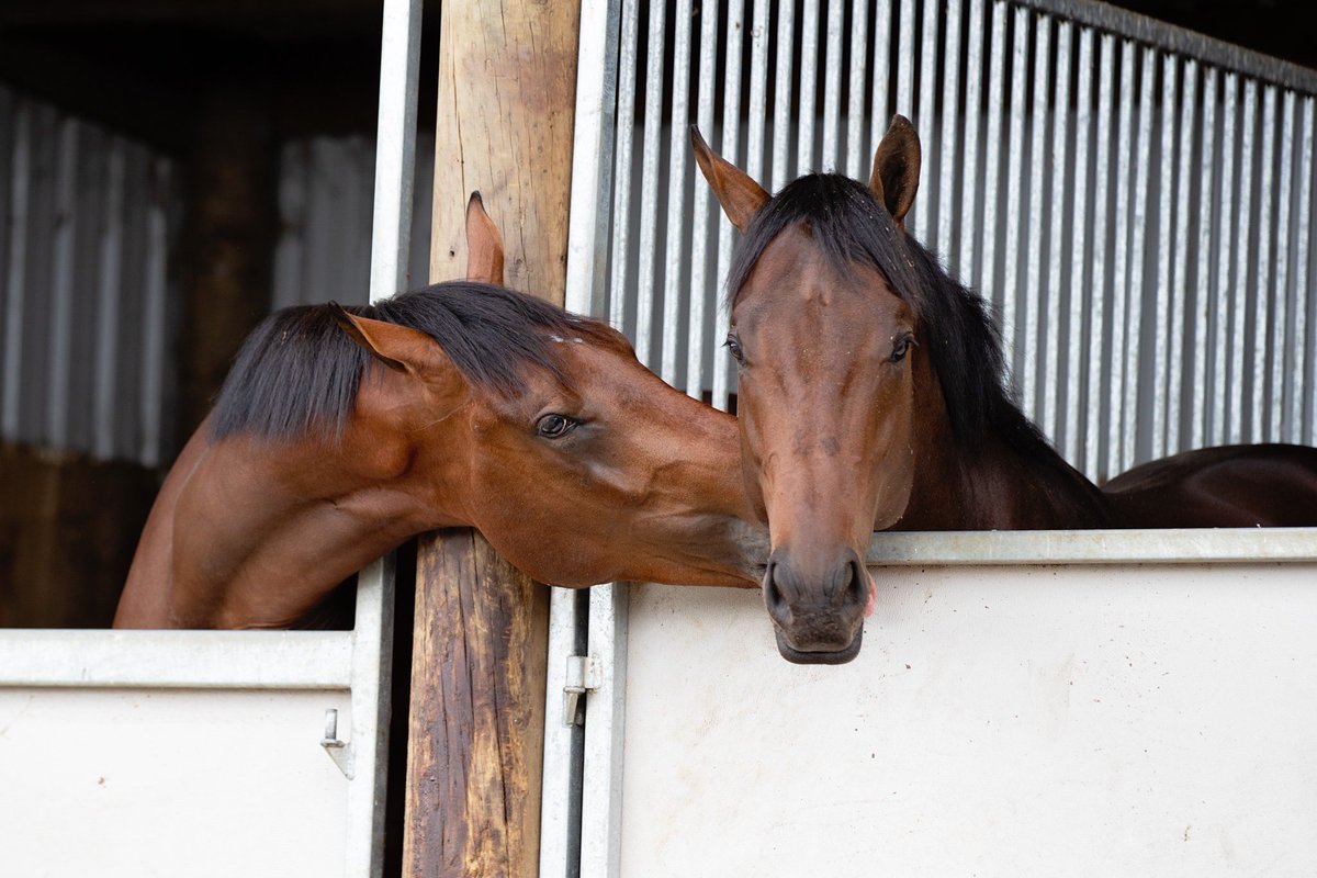 Two colts sharing a bit of goss? Waiting their turn to be photographed at Ohukia Lodge for the upcoming RTR Sale at Karaka <a href="/OhukiaLodge/">Ohukia Lodge</a> <a href="/KarakaChat/">New Zealand Bloodstock</a> <a href="/NZTM_TWEET/">NZTM</a> <a href="/LoveRacingNZ/">LOVERACING.NZ</a> <a href="/theTDN/">TDN</a>