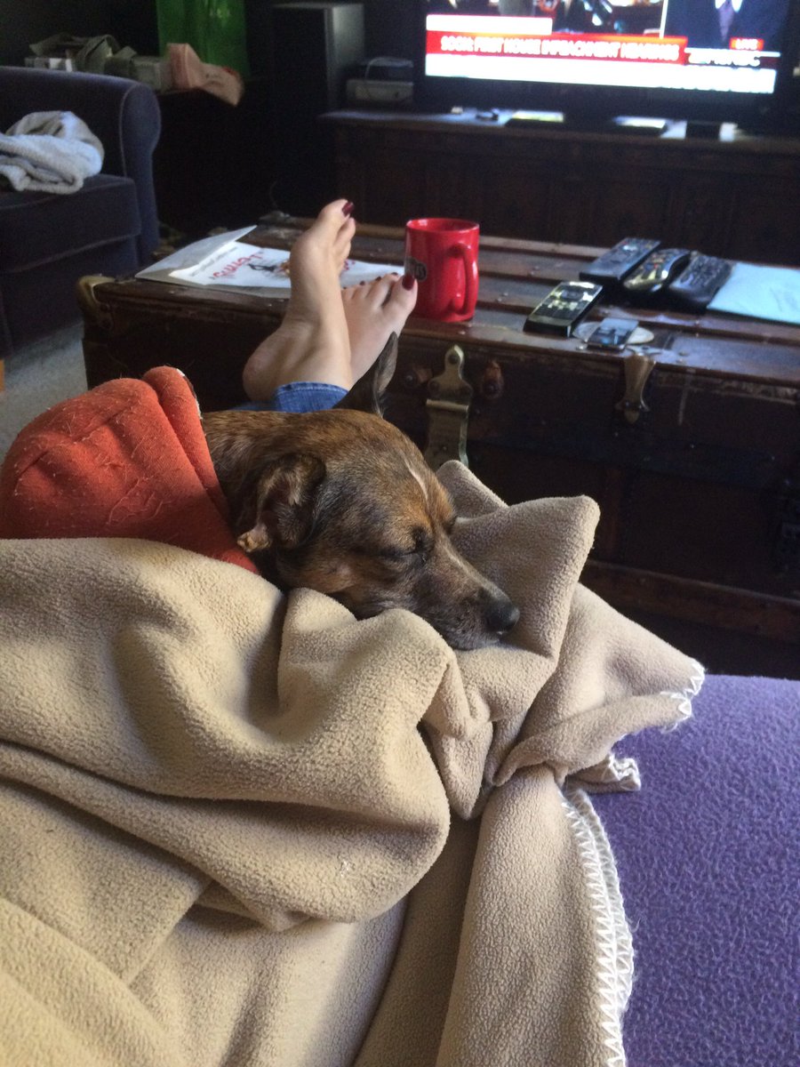 julia_doughty's tweet photo. @sairasameerarao Lady Willamette “Willie” Hops is riveted. #dogsforimpeachment #dogsoftwitter https://t.co/tywM6bXZr6