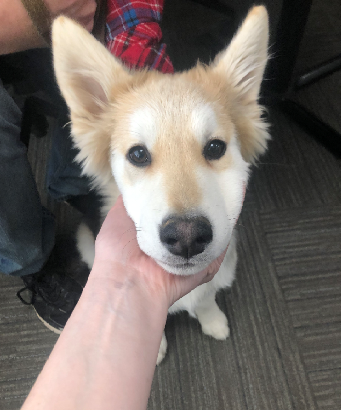 HomePortHotel's tweet photo. It is windy and rainy in St. John's today, so here is a picture of Mica one of the HomePort team's 5 month old puppy to brighten your day who stopped in for a visit! https://t.co/laj6UESjL7