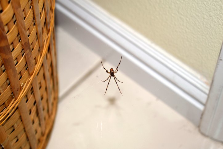 slugabugpest's tweet photo. If #spiders give you the creepy crawlies, you may want to try some of these #spiderprevention tips. https://t.co/OsP4CTjDRa #pestcontrol #pests #melbournefl https://t.co/3t3s1CSiK1