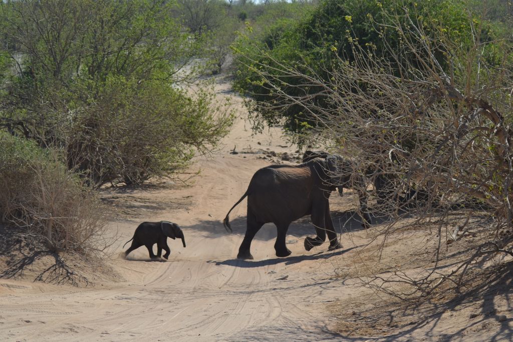 Mum wait up for me! 

Kamili visited <a href="/Muchenje_Lodge/">Muchenje Lodge</a> recently, so much beautiful wildlife.