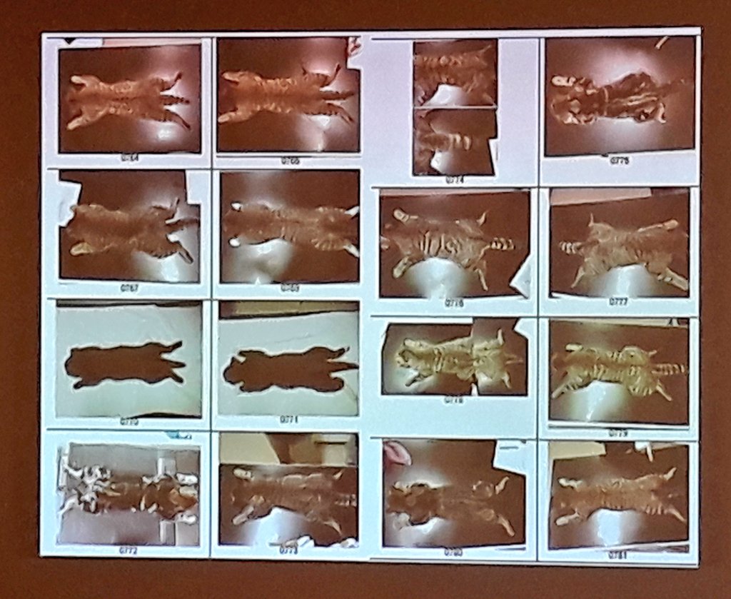 SWTAberdeen's tweet photo. A fascinating talk from @kerilangridge on #wildcats at the @SCRAOnline talks. Discussing the  @IUCN review, hybridisation, the work of @SaveOurWildcats and insights from European populations and lessons we can learn for future conservation @wcmtuk https://t.co/iN3CycbcXy