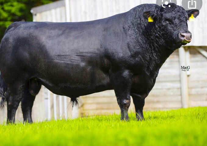 Angus beef is known for its finely marbled meat, which means that the fat is evenly dispersed against the actual cut of meat. This marbling trait of Angus cattle creates more tender, juicy and flavourful meat than other breeds #angusmeat