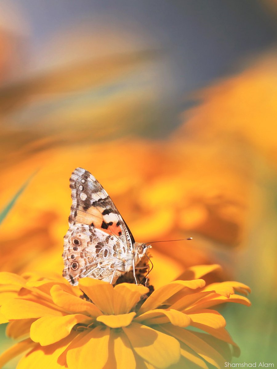 msalam01's tweet photo. Painted Lady 
#Dubai #MyDubai #biodiversityofdubai #wildlifeofdubai https://t.co/2fiMK0B3FF