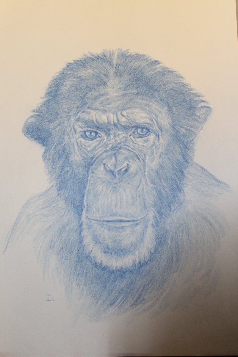 SaveTheChimps's tweet photo. NEW ITEMS have been added to the online #auction!

Check out the new items: https://t.co/g8EHXrw9Dt…

Check out ALL the auction items: https://t.co/g8EHXrw9Dt…

#OnlineAuction #AllThingsChimp #Chimp #Chimpanzee #Bid #AllThingsChimpOnlineAuction #ATCNov2019 #ChimpArt #Art #photo https://t.co/4sw3IeZN4A
