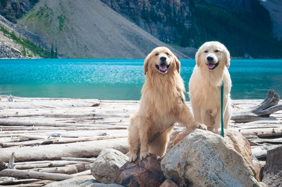 GoTripGlobal's tweet photo. Best travel companion😊❤💖
#gotripglobal 
#Travel #traveler #traveling #TravelBlog #travelblogger #Canada #adventure #wanderer #Wander #holiday #vacation #europe #explore #explorer #startups #travelcompanion #travelersnotebook https://t.co/xAZ51tzQkW