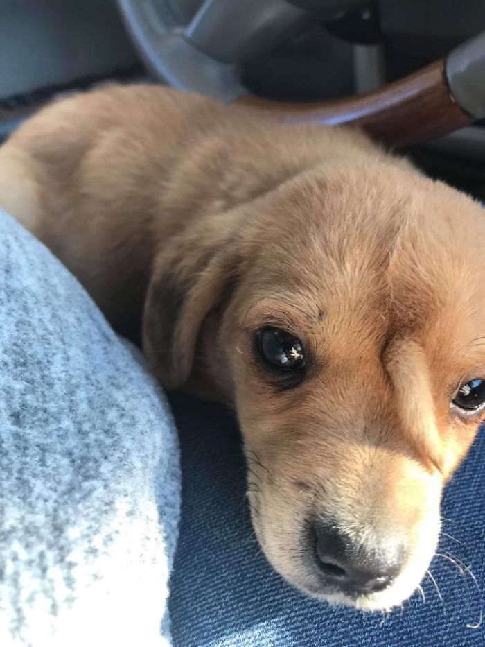 mano esse cachorrinho resgatado tem uma CAUDA nascendo na testa aaaaaaaaaaaaa