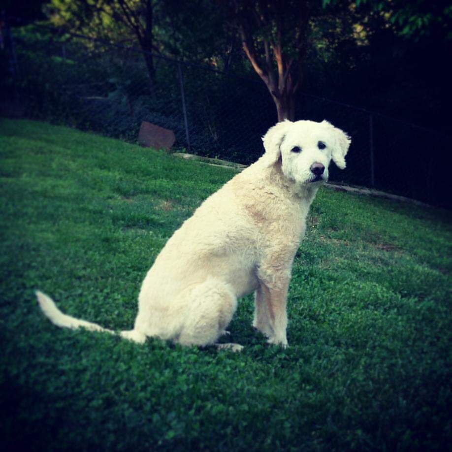 rebeccasiar12's tweet photo. You knew every secret and licked every tear...thanks for blessing our lives for the last 14 years, Bailey! ❤🐶 #dapup #bestdogever #mybestfriend #missyoualready https://t.co/F47IFIgGOJ
