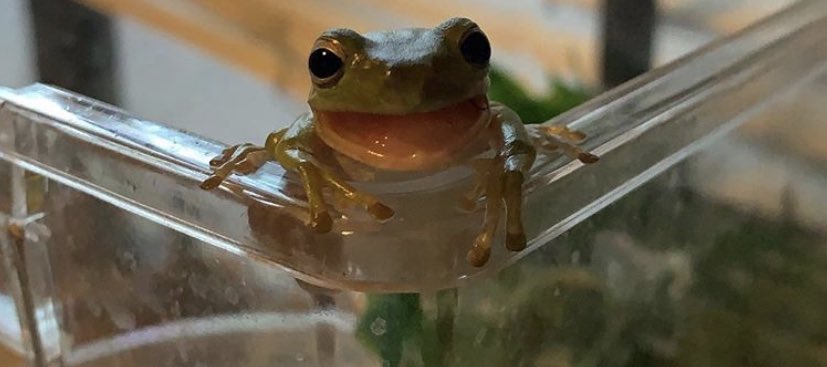 frogofthe's tweet photo. 📅 13th November 2019 
🏷 Instagram/tags.exotic.creatures https://t.co/LEKPNCzqxM