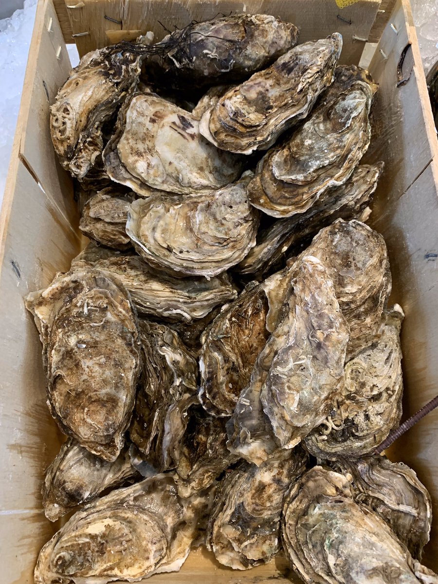 プリヒル姉さん ロンドン魚屋 イギリスには殻付きカキがよく売ってますがこれらは基本生食用です カキフライ 正確にはカキフリャー を食べたい時は冷凍カキ身がオヌヌメです 身が大きく殻付きを使うよりもちろん安いその他カキご飯やカキ鍋 カキ プリヒル姉さん ロンドン魚屋 イギリスには殻付きカキがよく売ってますがこれらは基本生食用です カキフライ 正確にはカキフリャー を食べたい時は冷凍カキ身がオヌヌメです 身が大きく殻付きを使うよりもちろん安いその他カキご飯やカキ鍋 カキ