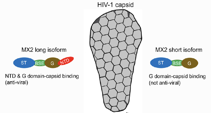 michael_malim's tweet photo. How MX2 recognises the HIV-1 capsid to inhibit infection is more complex than thought, and autoregulation by the short isoform. More immunoblots than we care to count!
https://t.co/HshI6a1Fkm https://t.co/2miDXus8J1