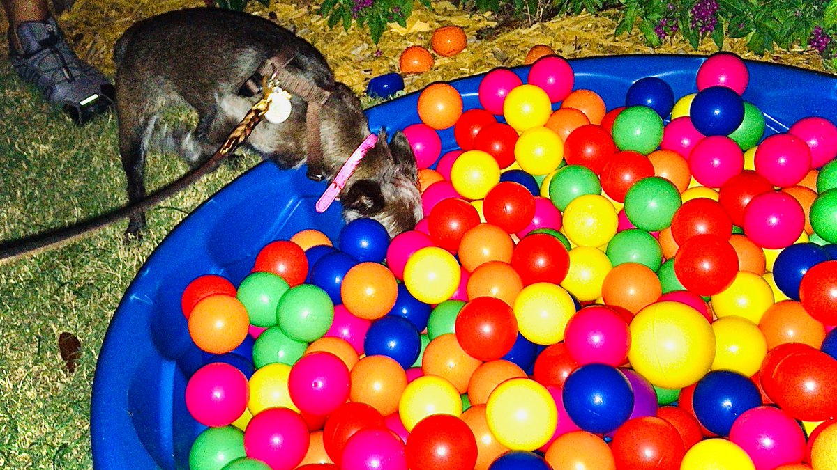 CityCoralGables's tweet photo. The #HumaneSocietyofGreaterMiami and the #ShopsatMerrickPark in #CoralGables, joined forces to raise funds and give #dogs a new chance in life with a #fun #BarkandSip event for #pets and owners.
Click to watch:
https://t.co/f7ImD87RtM https://t.co/Ofyq5zpnVZ