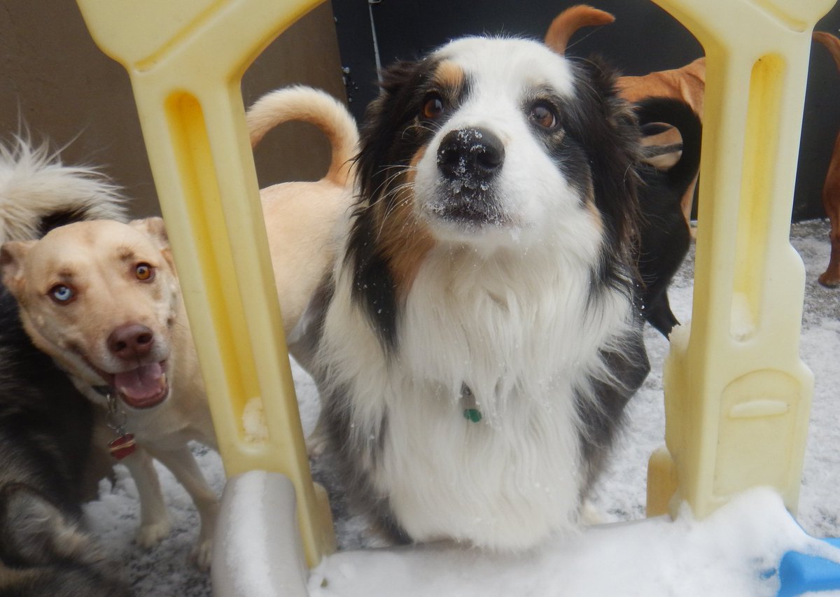TailGateForDogs's tweet photo. Our Tail Gaters are loving this fresh snow! Since Monday, they can't get enough of it; whether they are romping, rolling, playing, or burying their faces in it - their smiles are adorable! #tailgatefordogs #snowtime #snowydays #happytailgaters https://t.co/2rCOKWGuZp