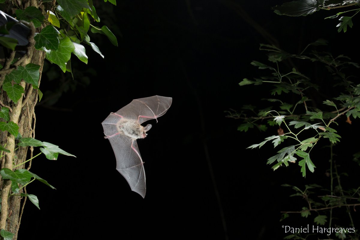 _BCT_'s tweet photo. Bats are unique, magical and play a vital role in our environment. During the last century they have suffered severe declines. Our work focuses on reversing that trend. You can help us win £100,000 donation from @AFPetInsurance #100kGiveaway VOTE + SHARE https://t.co/ciXoCwx55N https://t.co/TT945ycxAu