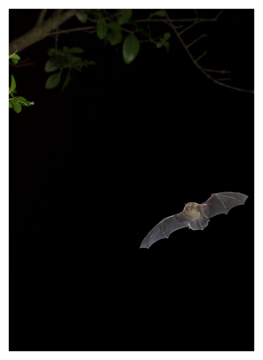 _BCT_'s tweet photo. Bats are unique, magical and play a vital role in our environment. During the last century they have suffered severe declines. Our work focuses on reversing that trend. You can help us win £100,000 donation from @AFPetInsurance #100kGiveaway VOTE + SHARE https://t.co/ciXoCwx55N https://t.co/TT945ycxAu