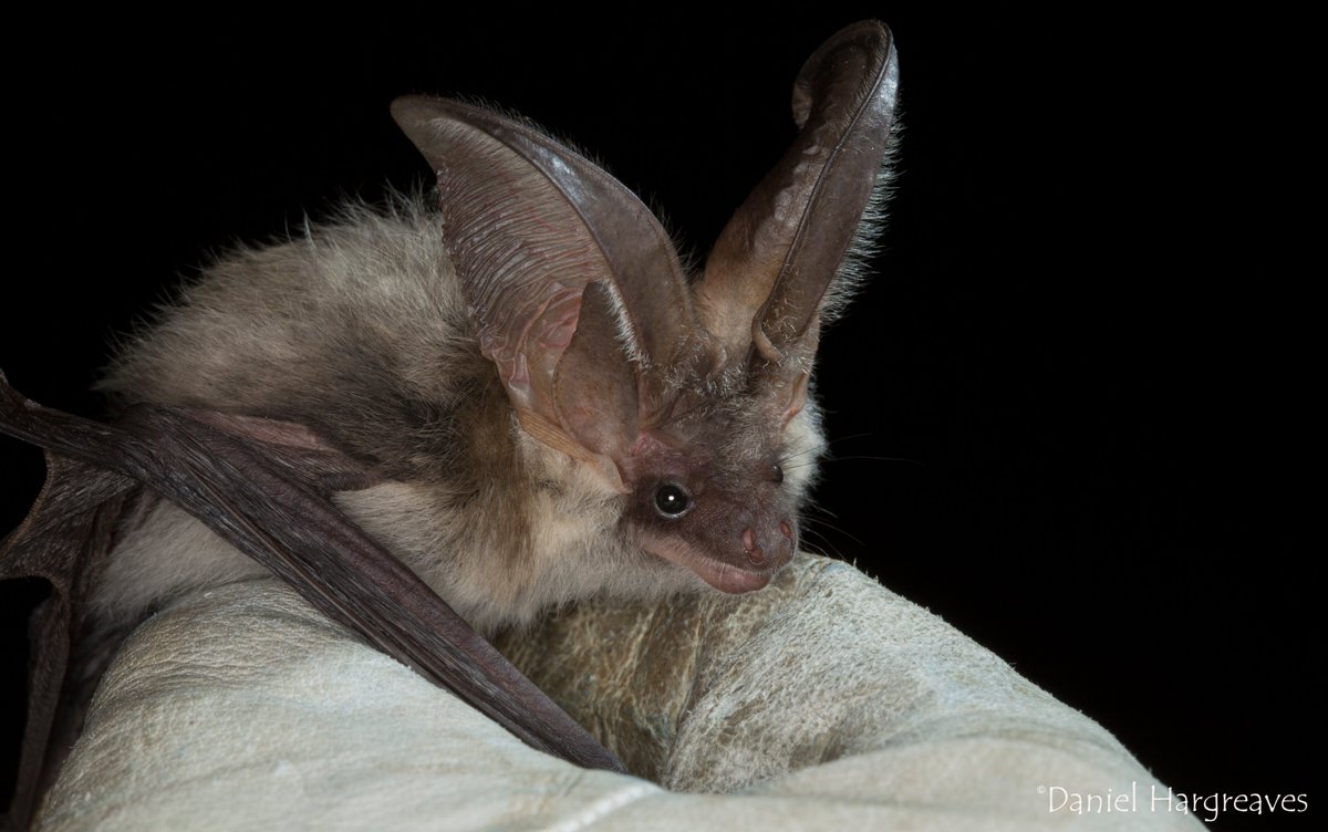 _BCT_'s tweet photo. Bats are unique, magical and play a vital role in our environment. During the last century they have suffered severe declines. Our work focuses on reversing that trend. You can help us win £100,000 donation from @AFPetInsurance #100kGiveaway VOTE + SHARE https://t.co/ciXoCwx55N https://t.co/TT945ycxAu