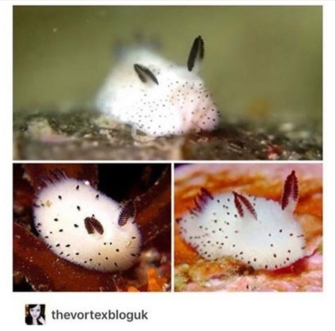 AngelaBrisk's tweet photo. Just look at this cute sea slug, looking like a fluffy lil rabbit 🐰 https://t.co/6SBFakrl5E