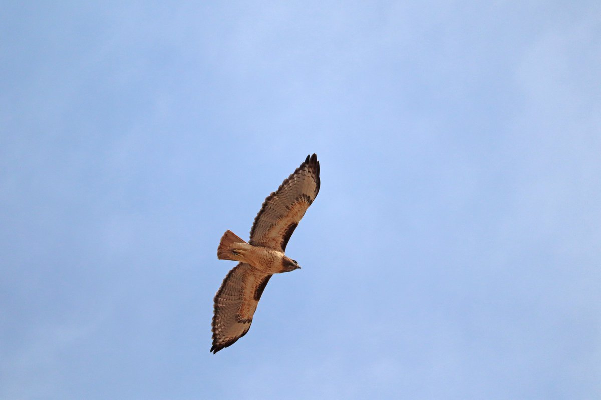 acnc_smeec's tweet photo. South Mountain is an amazing location to spot birds!
Tip: Before or after bird spotting stop in #SMEEC to learn more about the awesome birds, plants and animals you've seen!
#learn #explore #SouthMountain https://t.co/x4h9A0CS1W