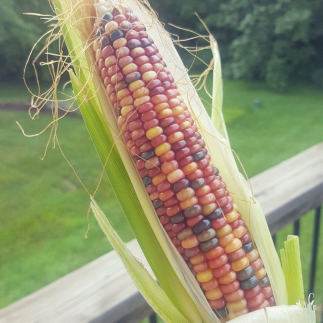 GrowItMobile's tweet photo. A harvest season wouldn't be complete without ears of Indian corn embellishing the decor in homes! How are you showcasing your harvest this season? Download GrowIt! and share with the community #Indiancorn #harvestseason #getfeatured https://t.co/E4O7R6pEBJ