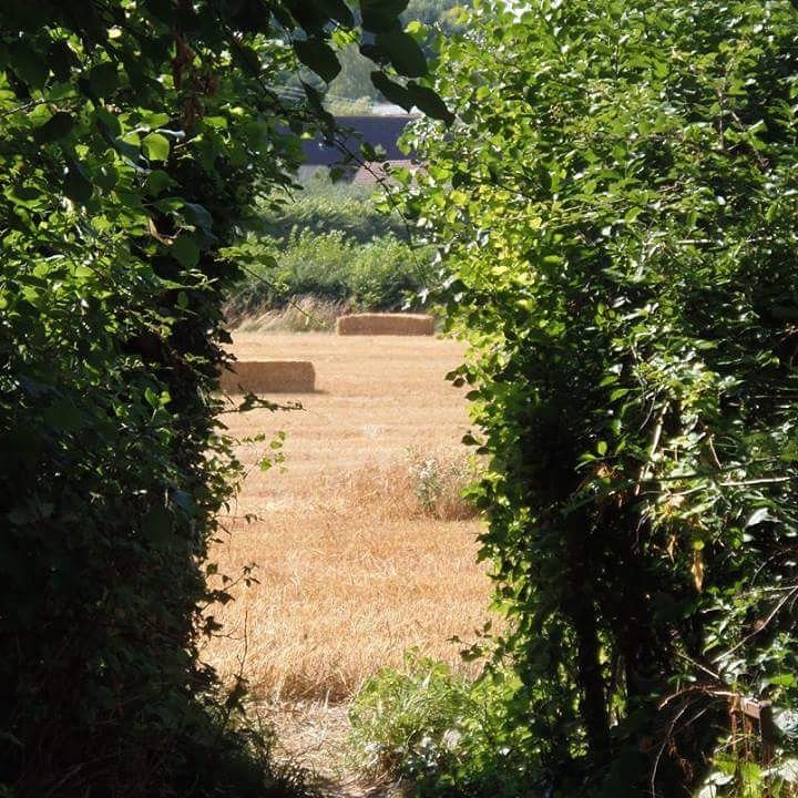 I love this photograph.  I took it whilst on a camping trip at a farm in Somerset.  It's like looking through one of nature's keyholes!

#photography #photographer #photo #kcphotosdevon #camping #nature #fields #photooftheday